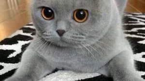 Милые фото с КОШКАМИ!!! ?