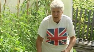 Советы тети Тани. Первые кисти томатов