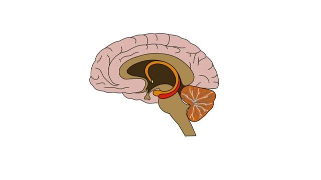 2-Minute Neuroscience: HPA Axis смотреть онлайн