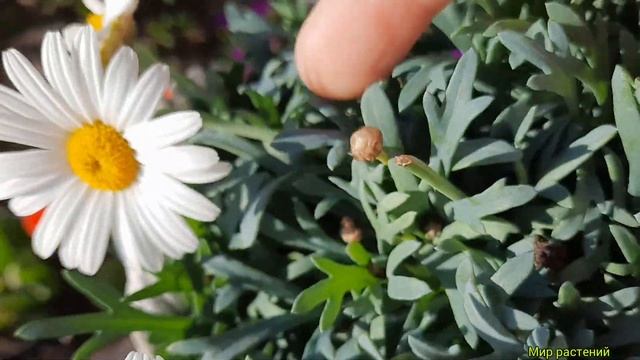 Аргирантемум! Южная, пышная красавица! Обильноцветущая красота. смотреть онлайн