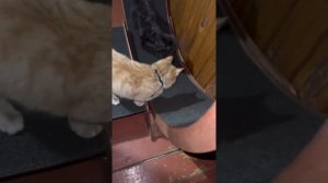 Пуделиха Ванесса и котик Пиксель 🐩🐈 #собакаикот