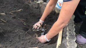 Осенняя посадка пионов