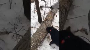 Русско-европейская лайка Цыган