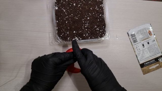 ВСХОДЫ на ПЯТЫЙ ДЕНЬ! Сею ЗЕМЛЯНИКУ ТОЛЬКО ТАК! смотреть онлайн