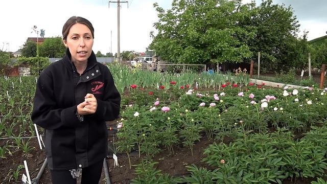 Наш пионовый детский сад / Сад Ворошиловой смотреть онлайн