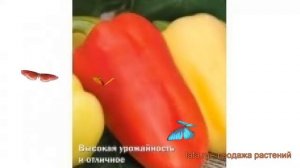 Перец сладкий Белогор F1 (belogor f1 belogor f1) ? обзор: как сажать, семена перца Белогор F1
