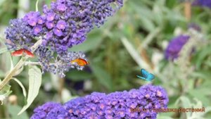 Буддлея давида Эмпайр Блю (buddleja davidii) ? обзор: как сажать, саженцы буддлеи Эмпайр Блю