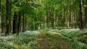 Волшебные краски Весны/Die zauberhaften Farben des Frühlings/RELAX