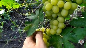 Виноград Алекса Ранняя. Урожай