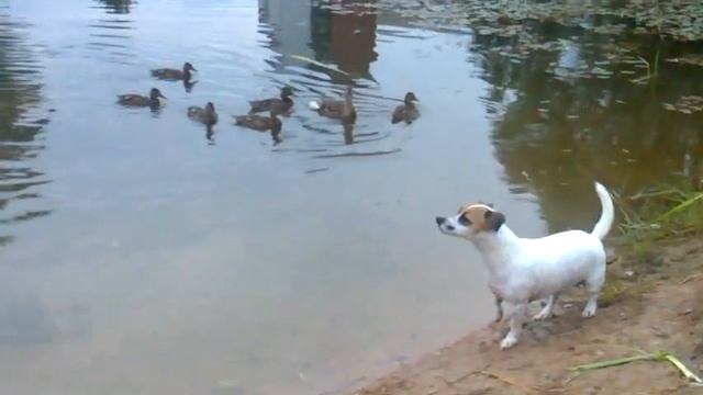 Утка защищает утят от Черри смотреть онлайн