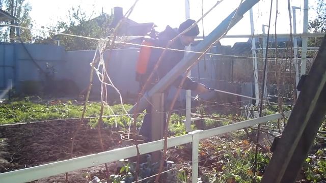 Виноград.Осенние работы на винограднике.Подготовка винограда к зиме.Обработка винограда осенью смотреть онлайн