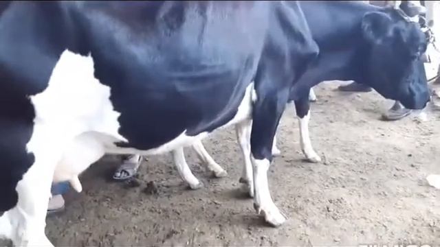 Мол бозор худжанд. Mol bozor Khudjand