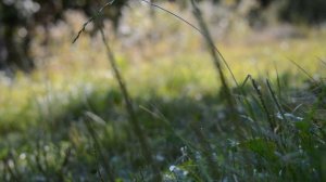 Травы.Травы.Травы !!!