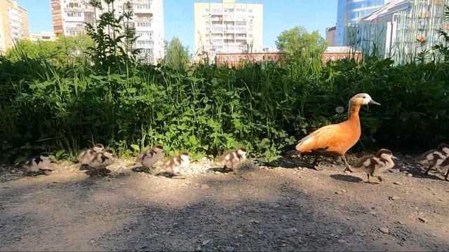 Аптекарский огород, Москва, Май 2023