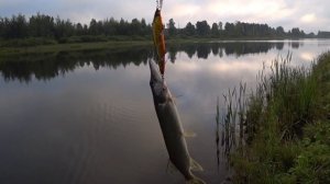 Щука на спиннинг! Брянская область. Рыбалка с берега.