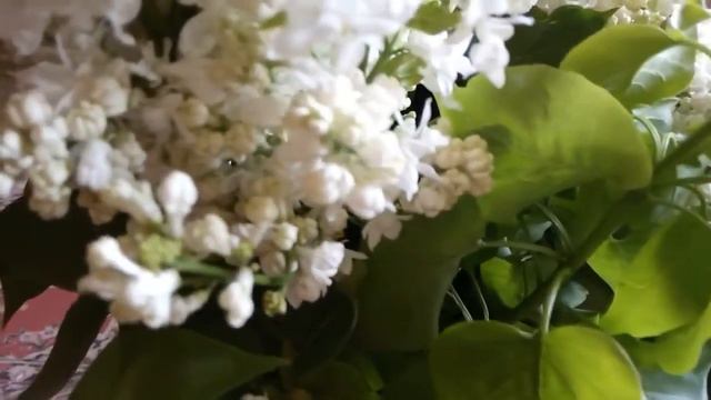 Растирка из сирени для суставов