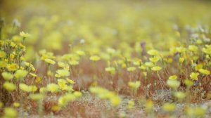 Эту музыку хочется слушать снова и снова очень яркие уголки природы цветы