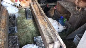 Зимний курятник без отопления.