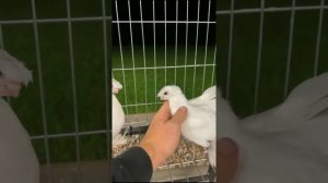 РЕАЛЬНО ЛИ ЗАРАБОТАТЬ $15 000 НА ГОЛУБЯХ. Узбекские двухчубые голуби. Tauben. Pigeons