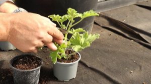 Propagating Scented Geraniums or Pelagoniums EP178 - 5 Minute Friday