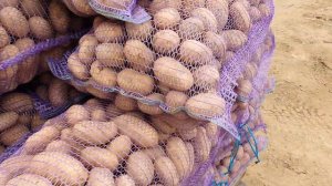 Картофель Королева Анна