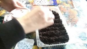 Посев алиссума многолетнего и однолетнего (лобулярии) на рассаду