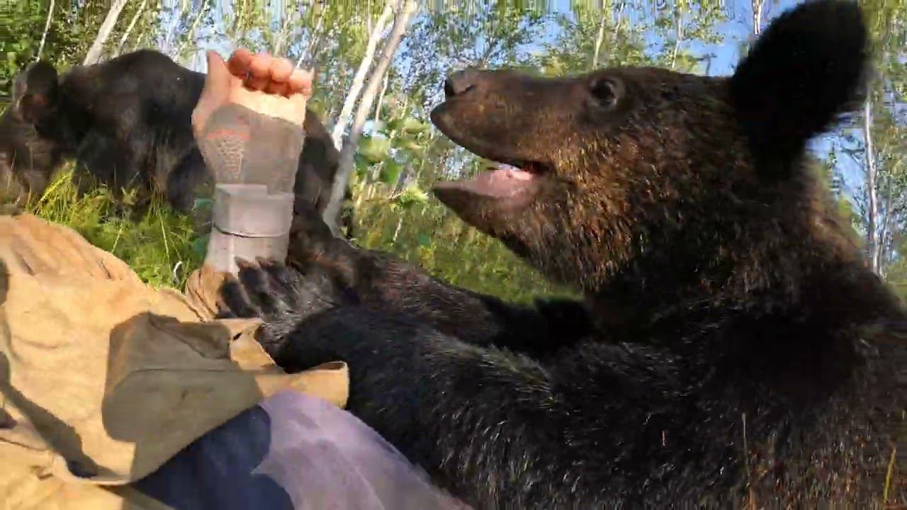 Медведи и оборванец.