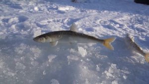 Камчатка. Палана. Усть-Воямполка. Зимняя рыбалка. Корюшка.