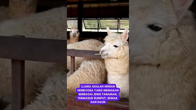 Llama #fact #animal #llama #llamas смотреть онлайн