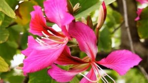 Bauhinia flower (HD1080p)