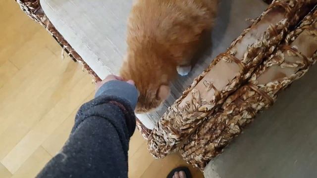 Corgi Grooming Before and After смотреть онлайн