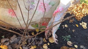 Обрезка гортензии/ Метельчатая гортензия 'Фрайз Мельба' (Hydrangea paniculata 'Fraise Melba')