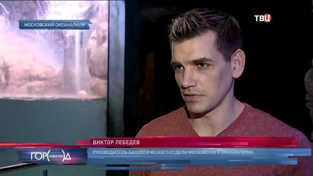 В Москве родился детёныш северного морского котика смотреть онлайн