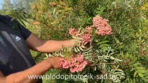 Рябина сладкоплодная сорт ПИНК ВЕЙЛ  Лечит от всех болезней.