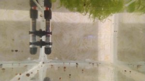 Дафния моина из сухого корма 4