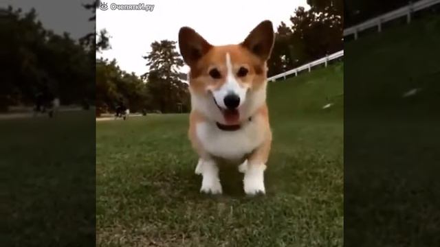 Топтоп
