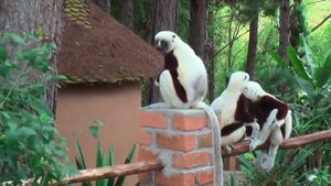 Загадки сифаки уникальные особенности поведения лемуров