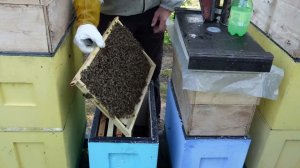 история одного роя, обработка от клеща, часть 2