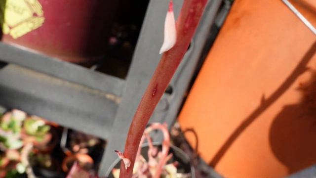 How to Pollinate Succulent Seeds - Making A Romeo Hybrid смотреть онлайн