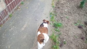 Фокса после операции