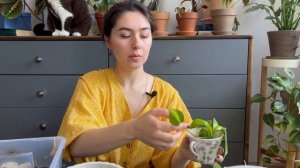 Несколько лиан в одном горшке / Микс из эпипремнумов, филодендрона и сциндапсуса