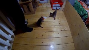 Бенгальским котятам 5 недель