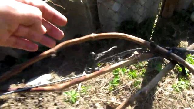 🔴🔴Виноградник после апрельских заморозков, состояние, повреждения