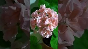 Лучшие сортовые пеларгонии. Гармоничная пеларгония Edwards Christina с большими  круглыми шапками.