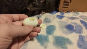 Крысы и перепелиные яйца 10 марта 2021 г.