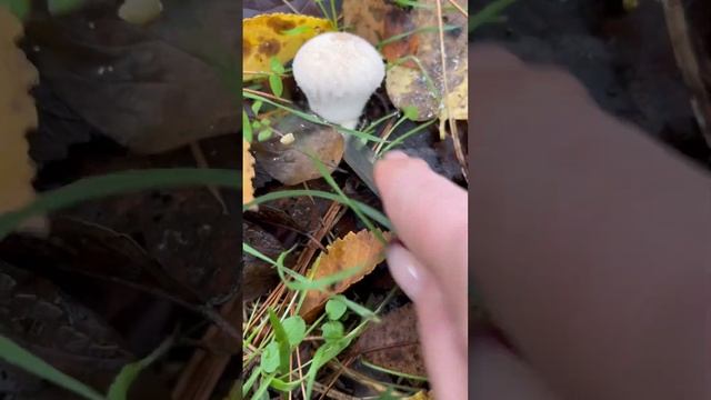 Малоизвестный вкуснейший гриб. Дождевик жемчужный (шиповатый). смотреть онлайн