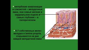 Желудок. Гистологическое строение. Рельеф слизистой оболочки