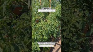 Формирование детерминантных томатов