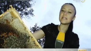 Кочевое пчеловодство.