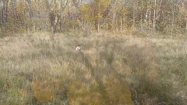 В гостях у художницы Осени смотреть онлайн